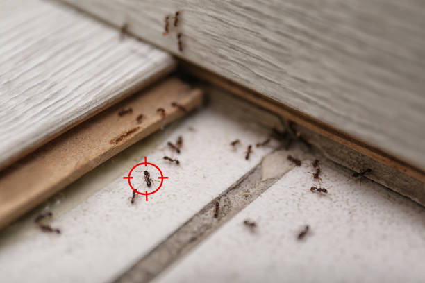 Best Cockroach Control Services  in Lower Lake, CA